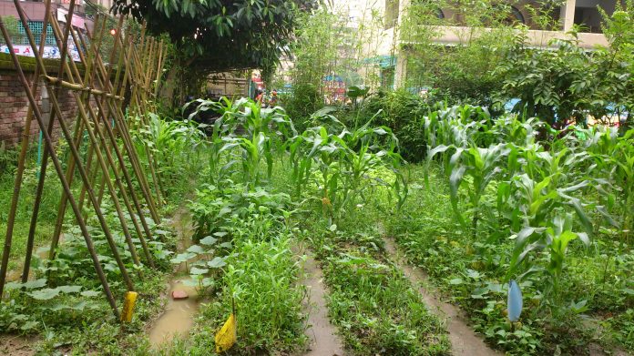 新北市立新埔國中菜園