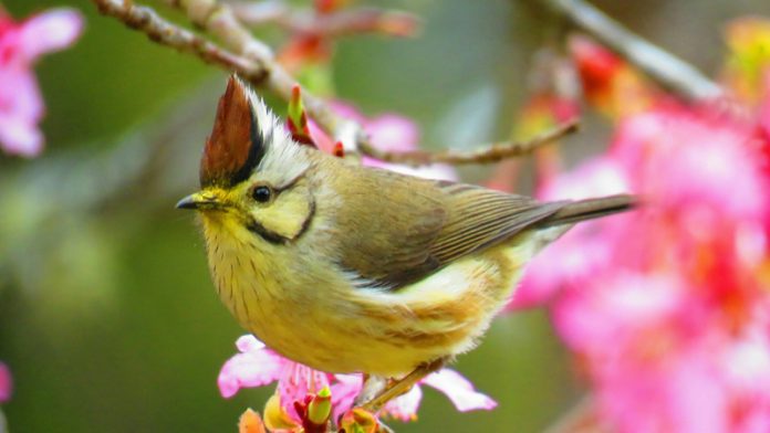 Yuhina de Taïwan du photographe Su Jia-hon (蘇家弘) (Image CNA fourni par le bureau des affaires forestières de Chiayi)