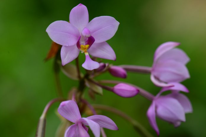 Orchidée palmier