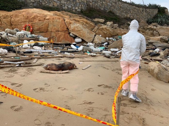 Périmètre bouclé après la découverte d'une carcasse de cochon mort à Kinmen