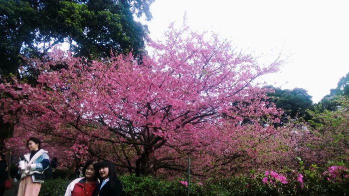 Les touristes, Taiwanais pour la plupart, affluent au temple Wuji Tianyuan, dans l'arrondissement de Tamsui, pour se faire prendre en photo devant les cerisiers en fleur (Image : RTI - Lisa Duffaud)