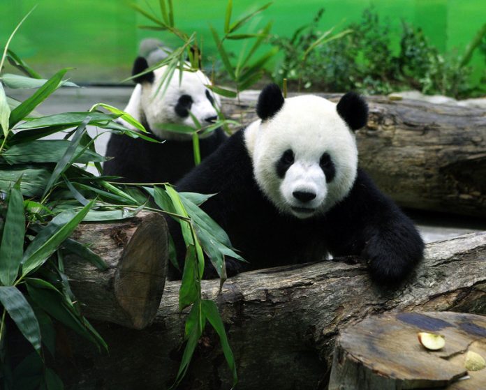 Le couple de pandas géants, composé de Tuan Tuan et de Yuan Yuan, a été offert par la Chine en 2008. (Image : Archives RTI)