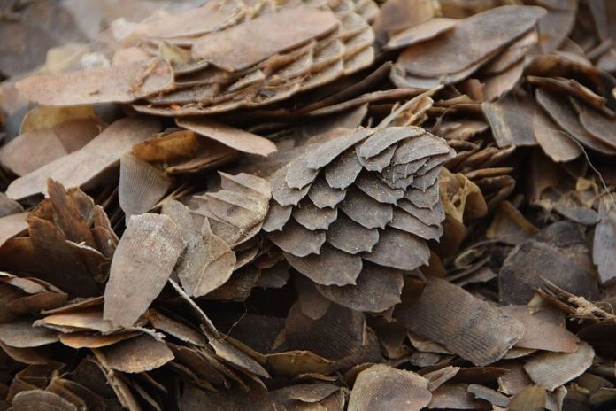 Ecailles de pangolin (Image : Wikimedia Commons - Pangolin scale burn in Cameroon. Credit: Kenneth Cameron / USFWS (2))
