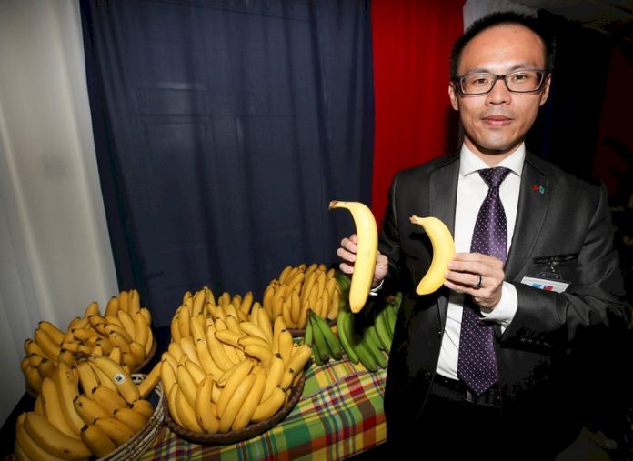 Les bananes dites « Cavendish B.F. », une variété de bananes taiwanaises particulièrement résistantes aux intempéries, poussent bien à Sainte-Lucie, un des pays alliés de Taiwan dans les Caraïbes (Image : CNA)