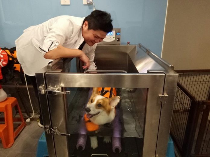 Soin et protection des chiens et chats dans le Nouveau Taipei (photo fournie par NT)