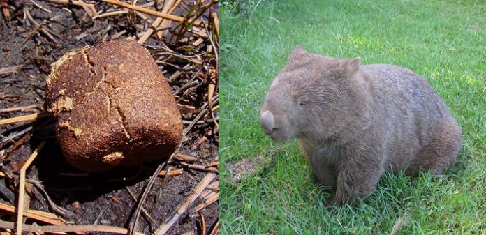 Mystère des défécations cubiques des Wombat