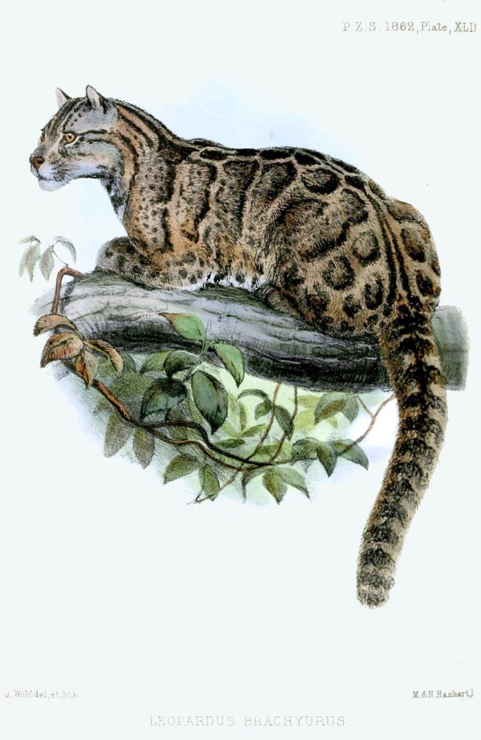 Panthère nébuleuse de Taïwan (Image : Wikimedia Commons - Proceedings of the Zoological Society of London 1862)