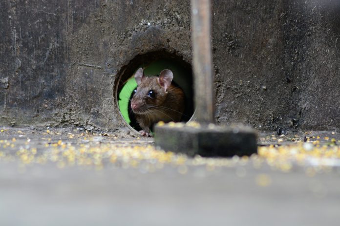 Les rats et les souris sont à l'honneur dans ce nouvel épisode de On en parle à Taiwan ! (Image : Pixabay)