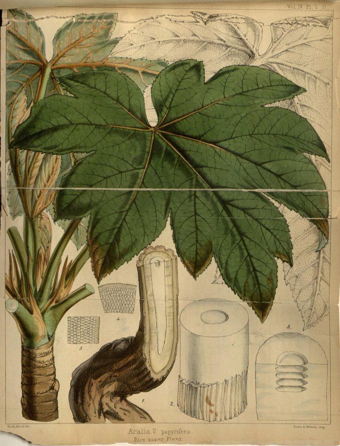 L’aralie à papier de Chine, première plante taiwanaise illustrée par un scientifique (Photo: Musée national de Taiwan)
