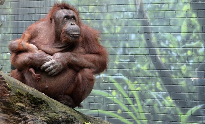 Orang-outan de Bornéo (Image : Wikimedia Commons - Seneca Park Zoo / CC BY-SA (https://creativecommons.org/licenses/by-sa/3.0))