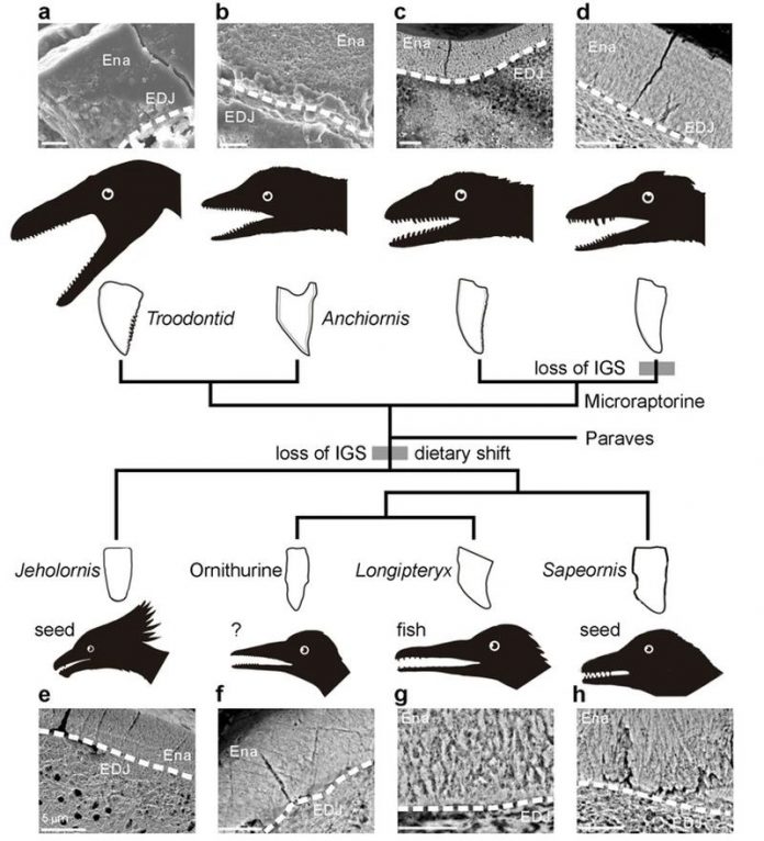 Les scientifiques taiwanais découvrent le secret de la survie des oiseaux préhistoriques à l'extinction massive (photo site internet BMC Evolutionary Biology)