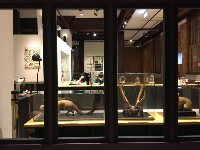La branche du Parc Nanen du Musée nationa de Taiwan propose, jusqu'en mai 2021, une exposition temporaire consacrée aux illustrations naturalistes (Image : RTI - Lisa Duffaud - Avec l'aimbale autorisation du Musée national de Taiwan)