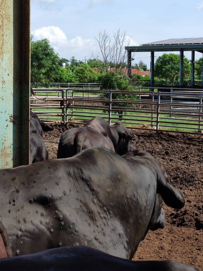 Bovins atteints de la dermatose nodulaire contagieuse dans l'archipel de Kinmen (Image : Centre de contrôle des maladies animales)