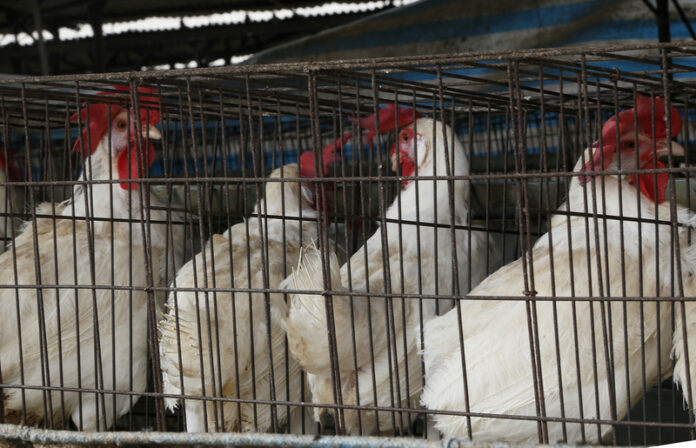 poulet CNA