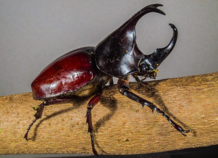La Communauté du Pacifique a annoncé la distribution de quelque 5500 pieges à scarabées rhinocéros, insectes ravageurs du cocotier, au Vanuatu et aux Salomon (Image : Pixabay)